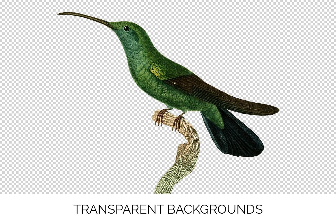 e01v01o 84561 green hummingbird c 252