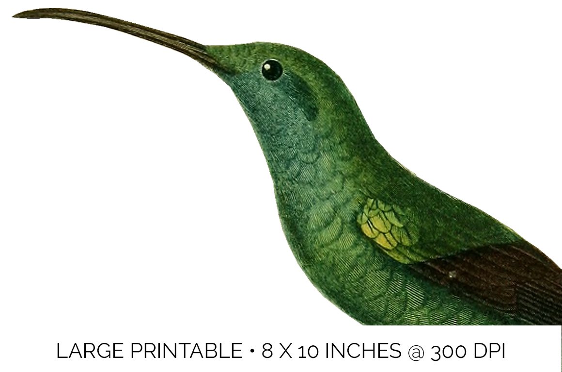 e01v01o 84561 green hummingbird e 923