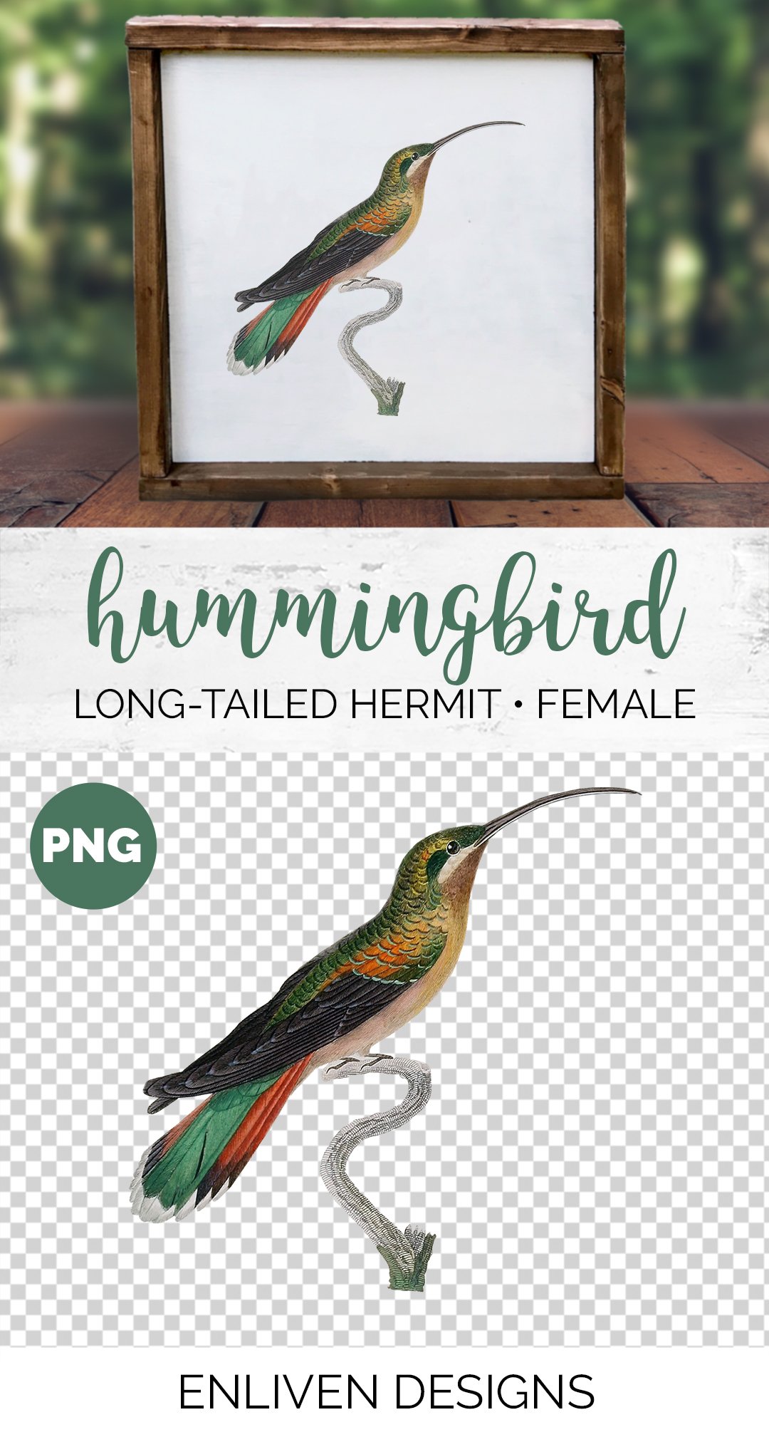e01v01p 84561 long tailed hermit female hummingbird b 826