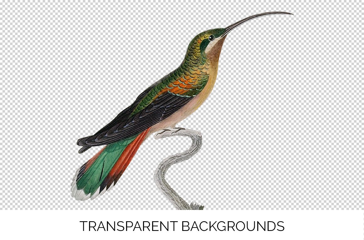 e01v01p 84561 long tailed hermit female hummingbird c 296