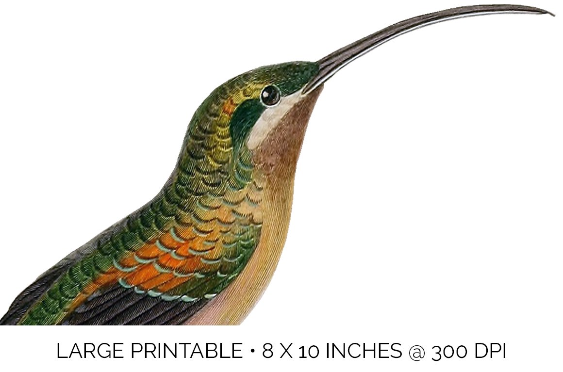 e01v01p 84561 long tailed hermit female hummingbird e 820
