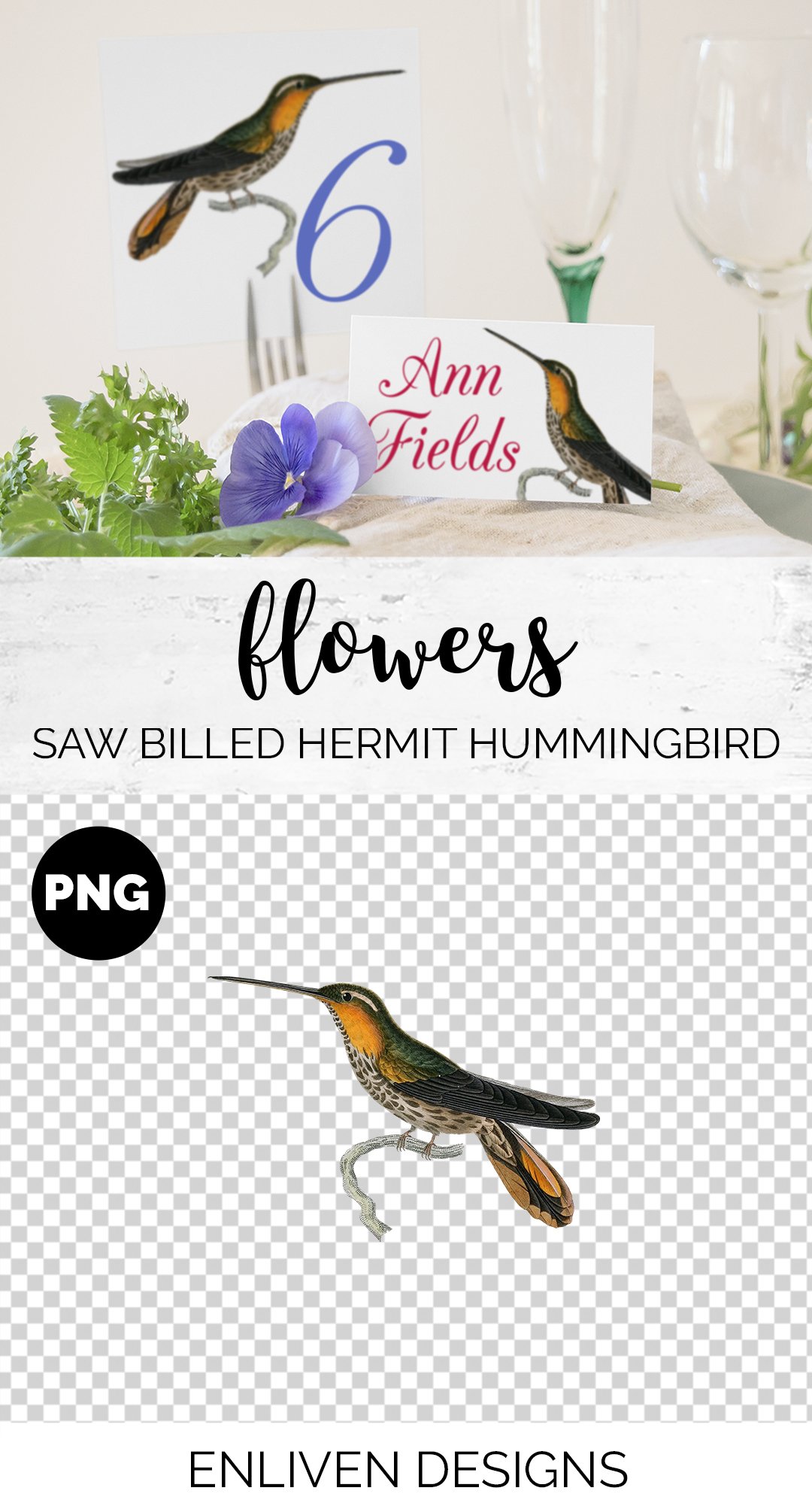 e01v01r 84561 saw billed hermit hummingbird b 802