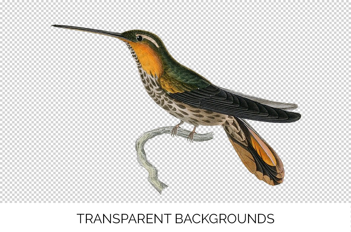 e01v01r 84561 saw billed hermit hummingbird c 278