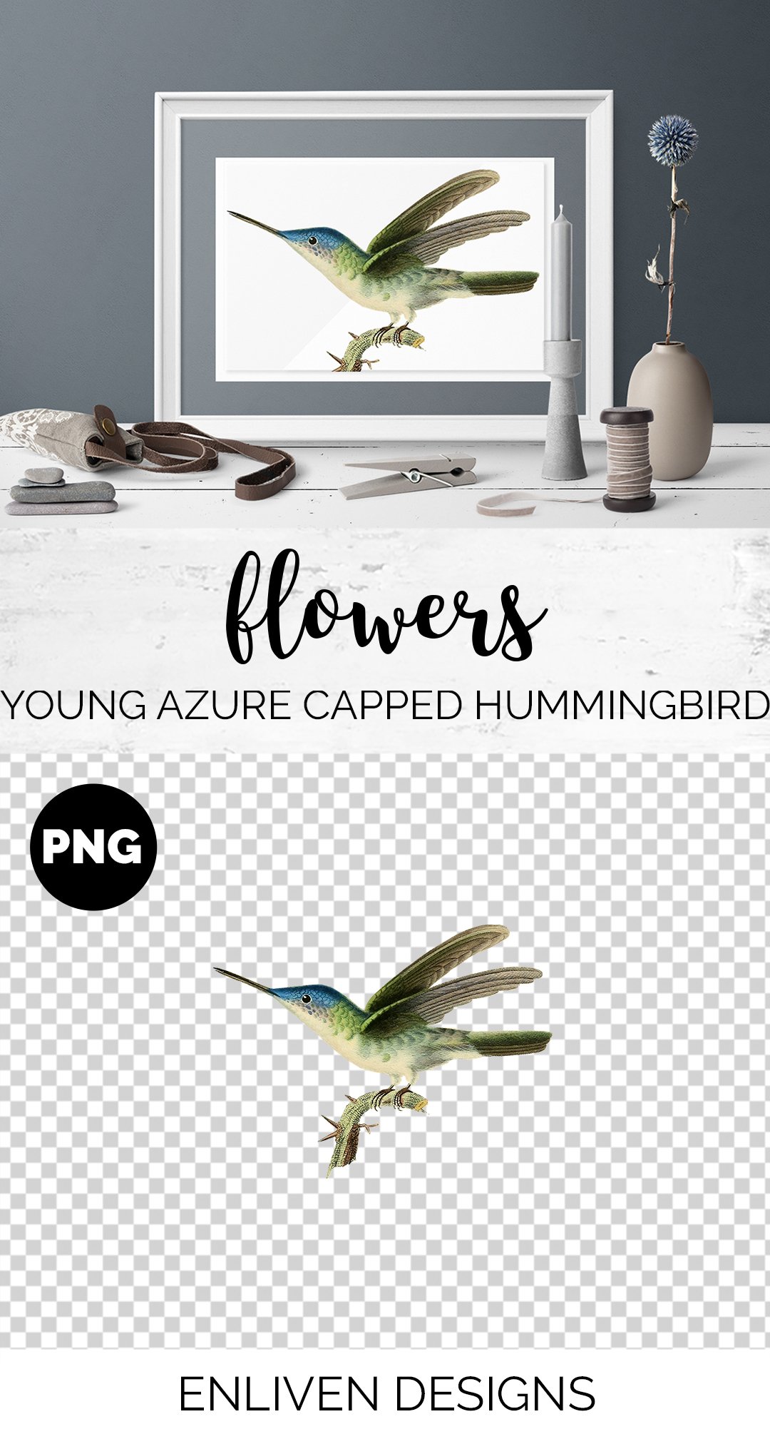 e01v01s 84561 young azure capped hummingbird b 311