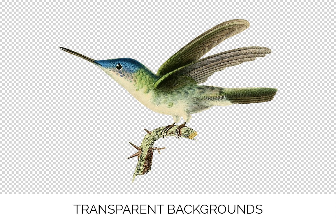 e01v01s 84561 young azure capped hummingbird c 643