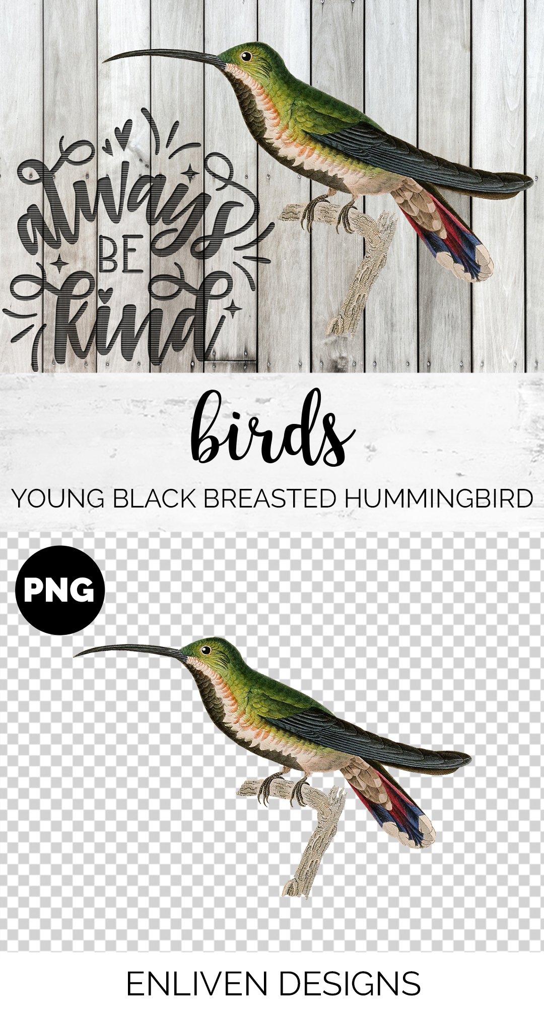 e01v01t 84561 young black breasted hummingbird b 628