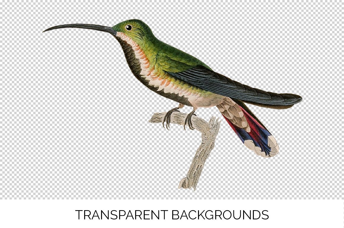 e01v01t 84561 young black breasted hummingbird c 550