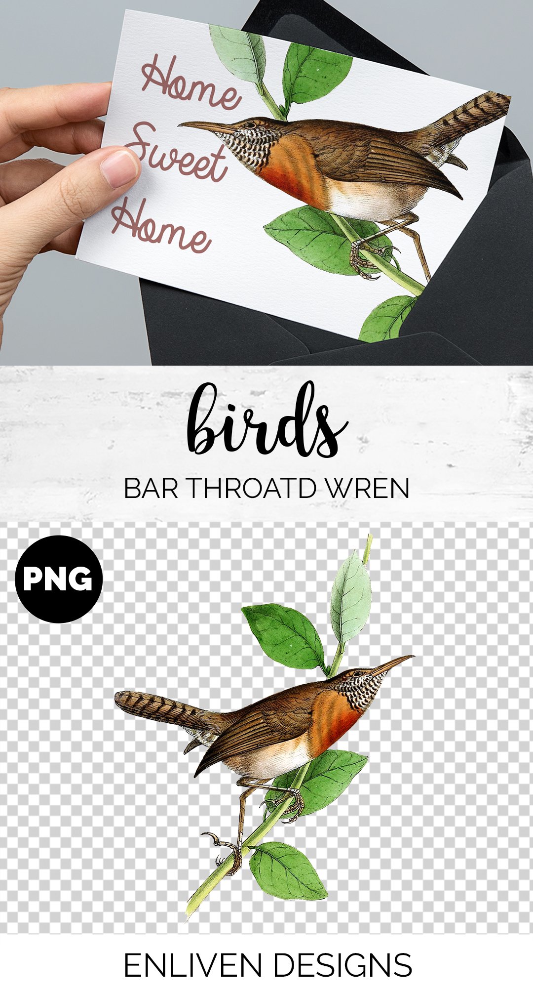 Wren Bar-throated Birds preview image.