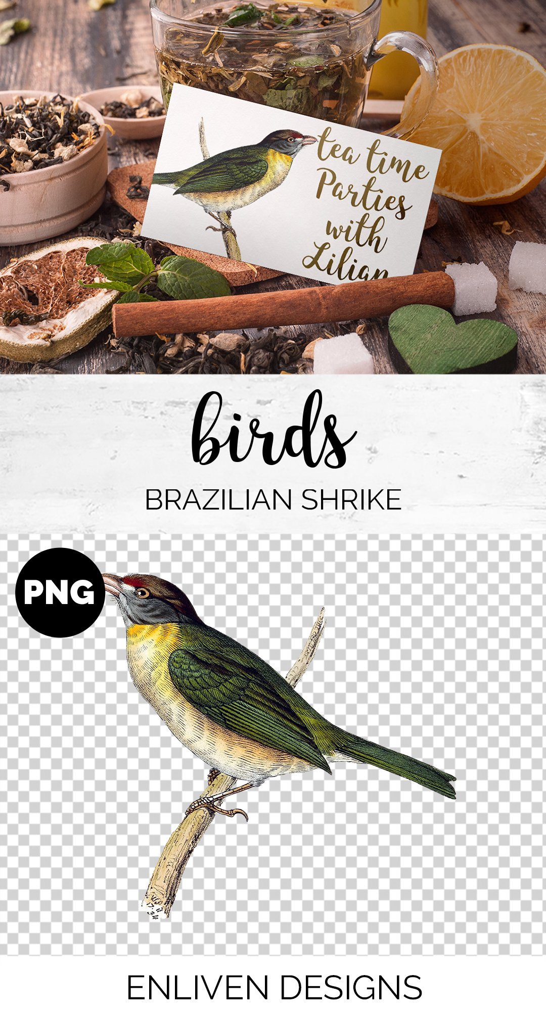 Shrike Brazilian Bird Watercolor preview image.