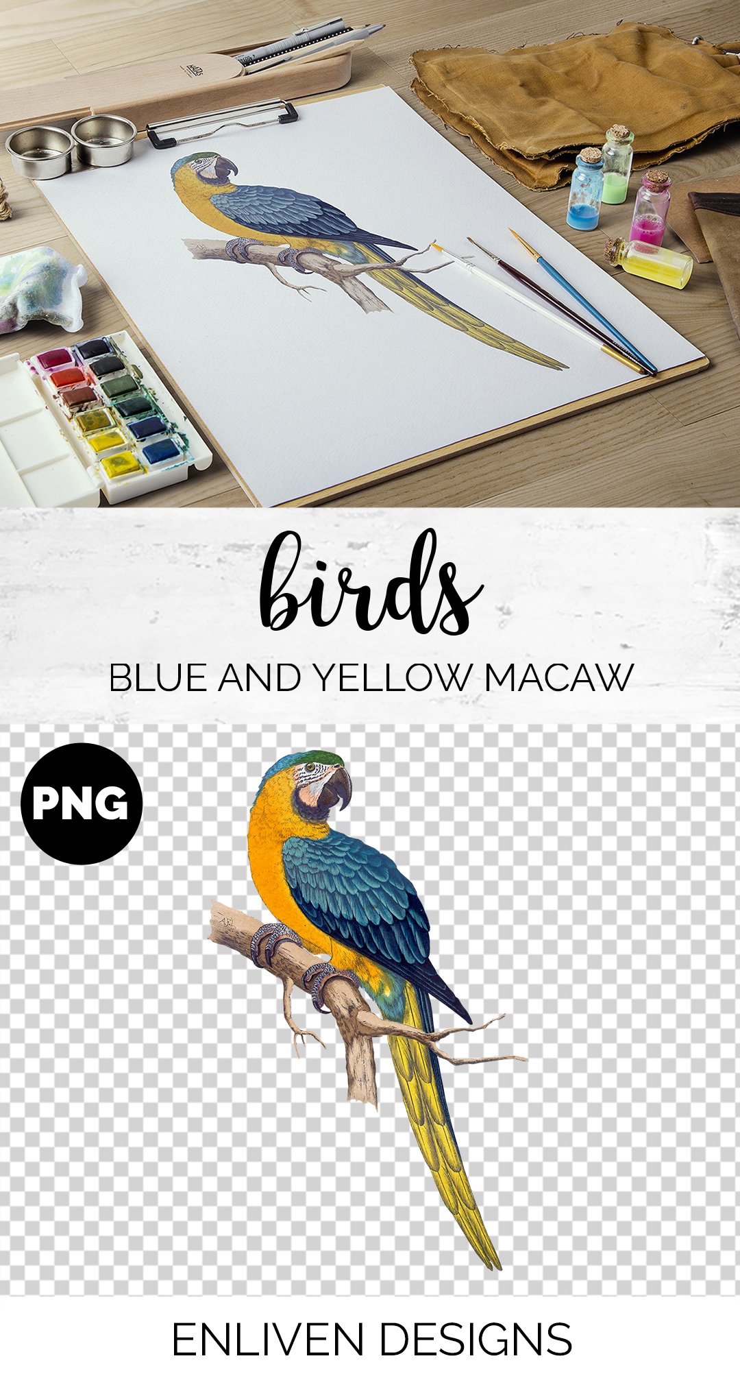 Parrot Blue and Yellow Macaw Parrot preview image.