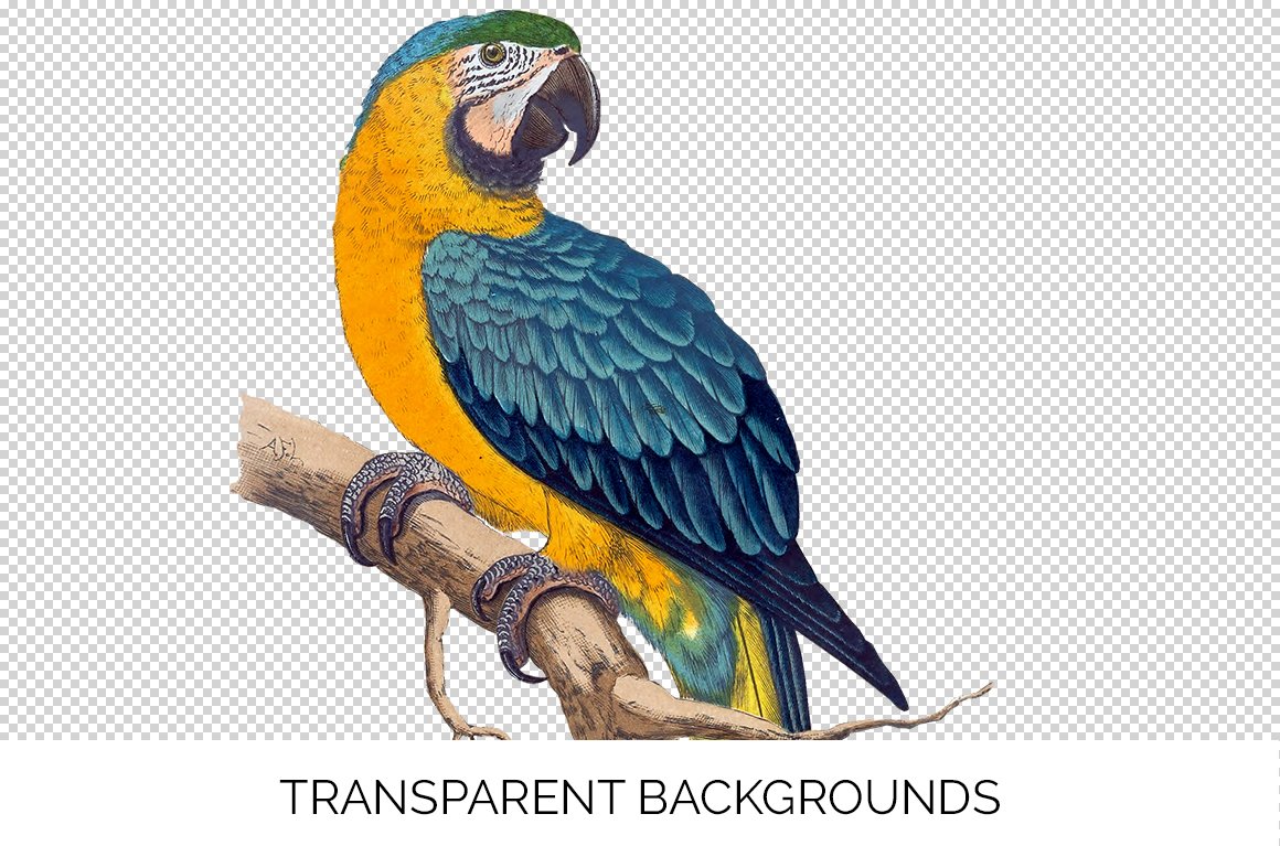 Premium Vector | Cartoon illustration of a colorful parrot with big eyes  cute birds