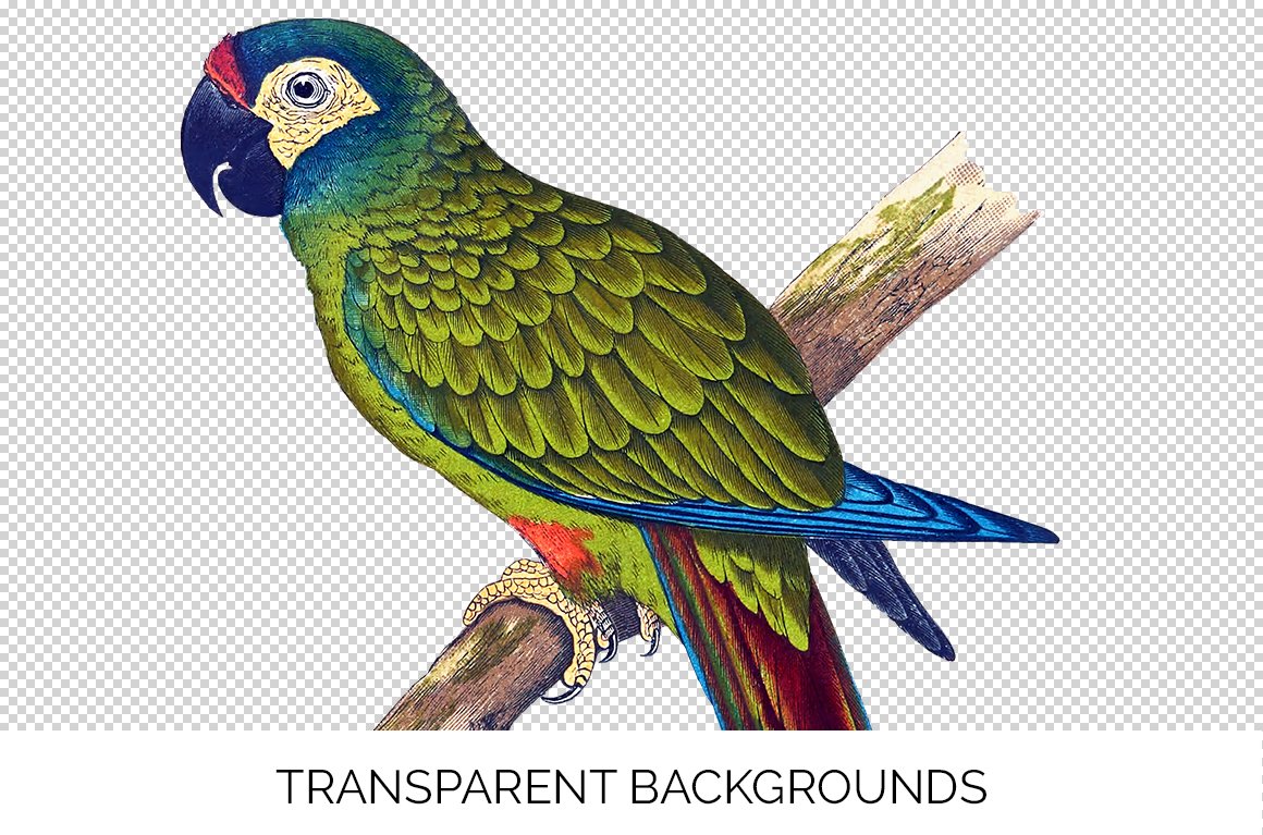 e01v03l blue winged macaw c 898