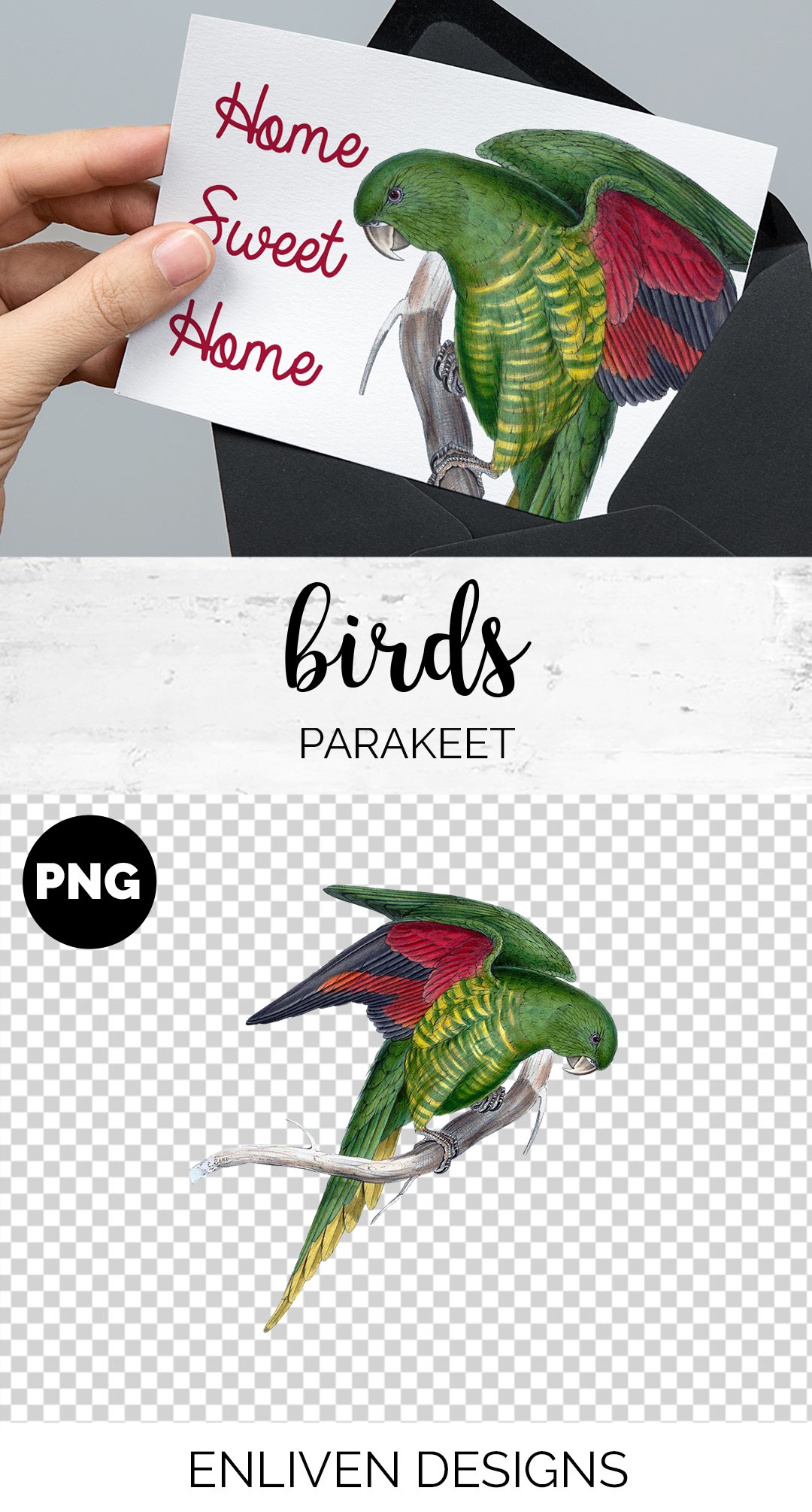 Parrot Parakeet Parrot preview image.