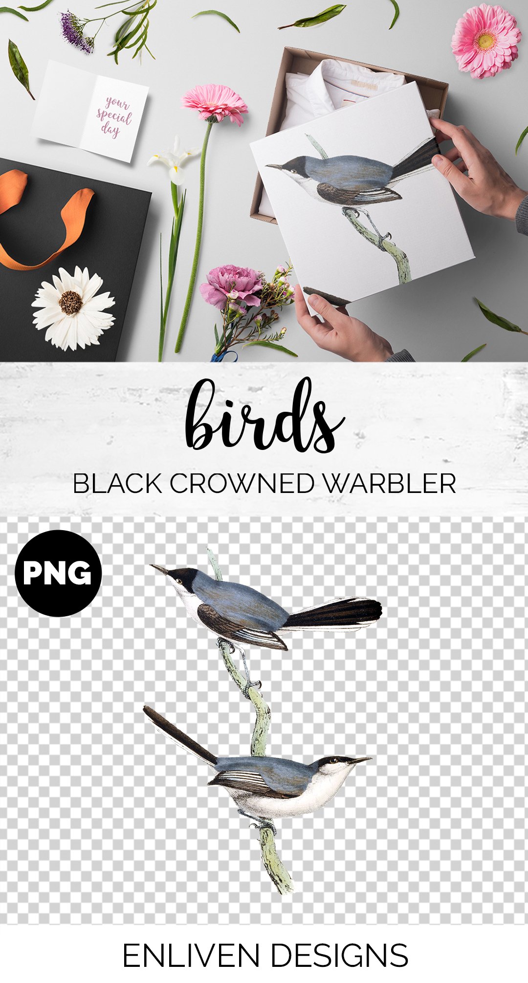 Warbler Black Crowned Vintage Bird preview image.