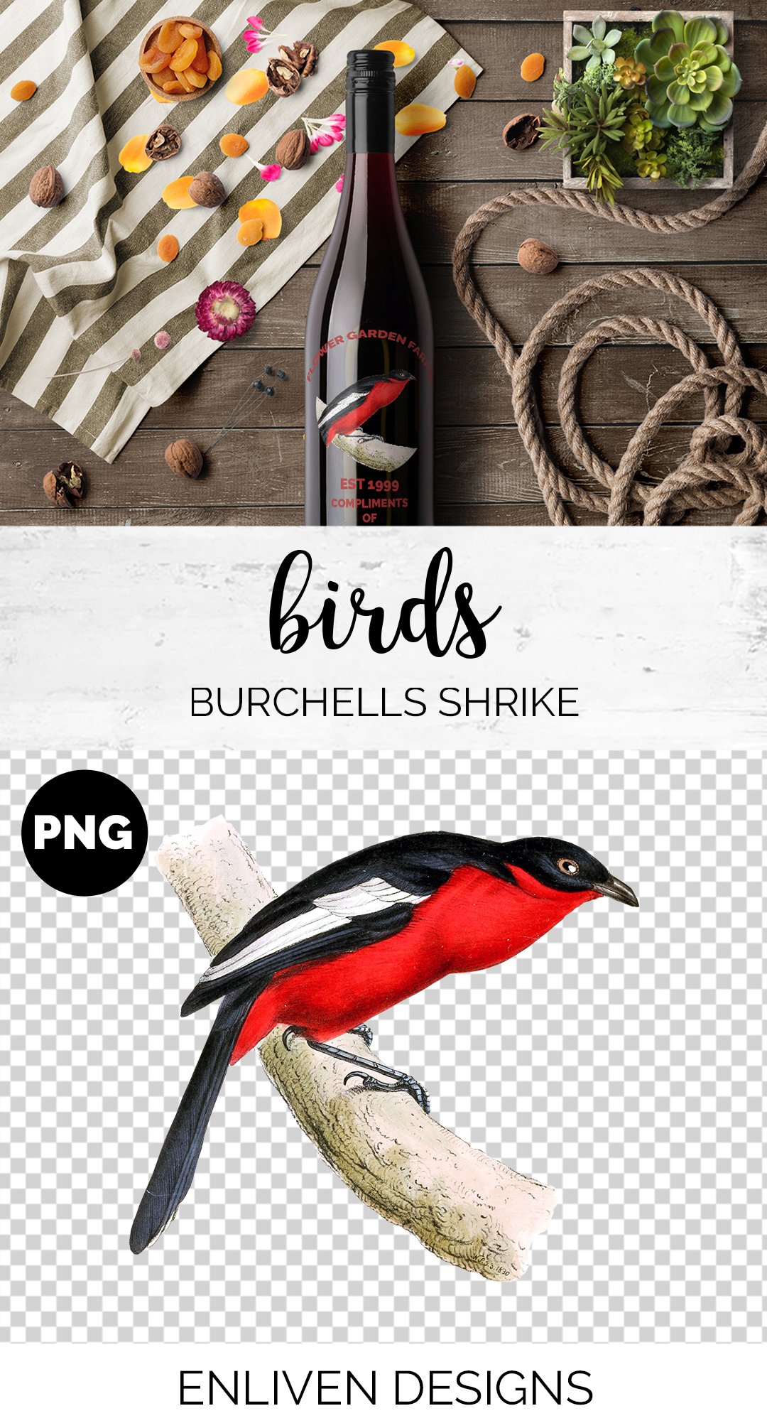 Red Bird Burchells Shrike  Vintage preview image.