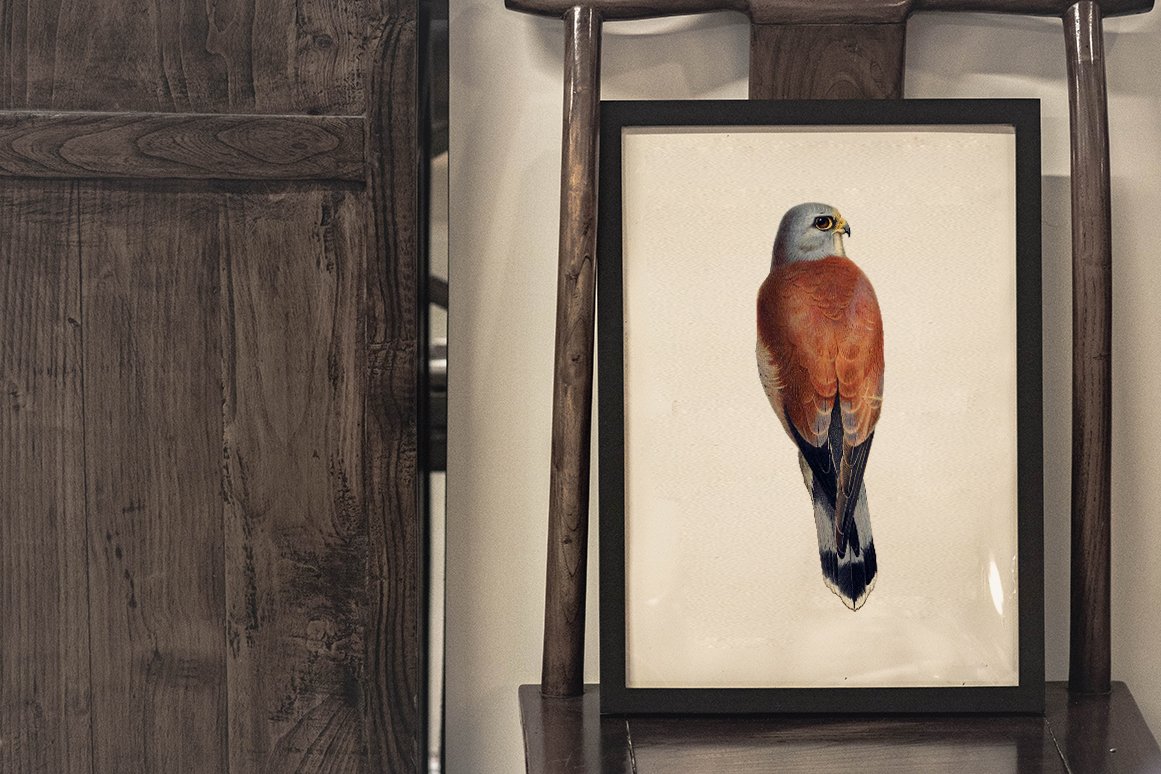 Kestrel Bird Clipart preview image.