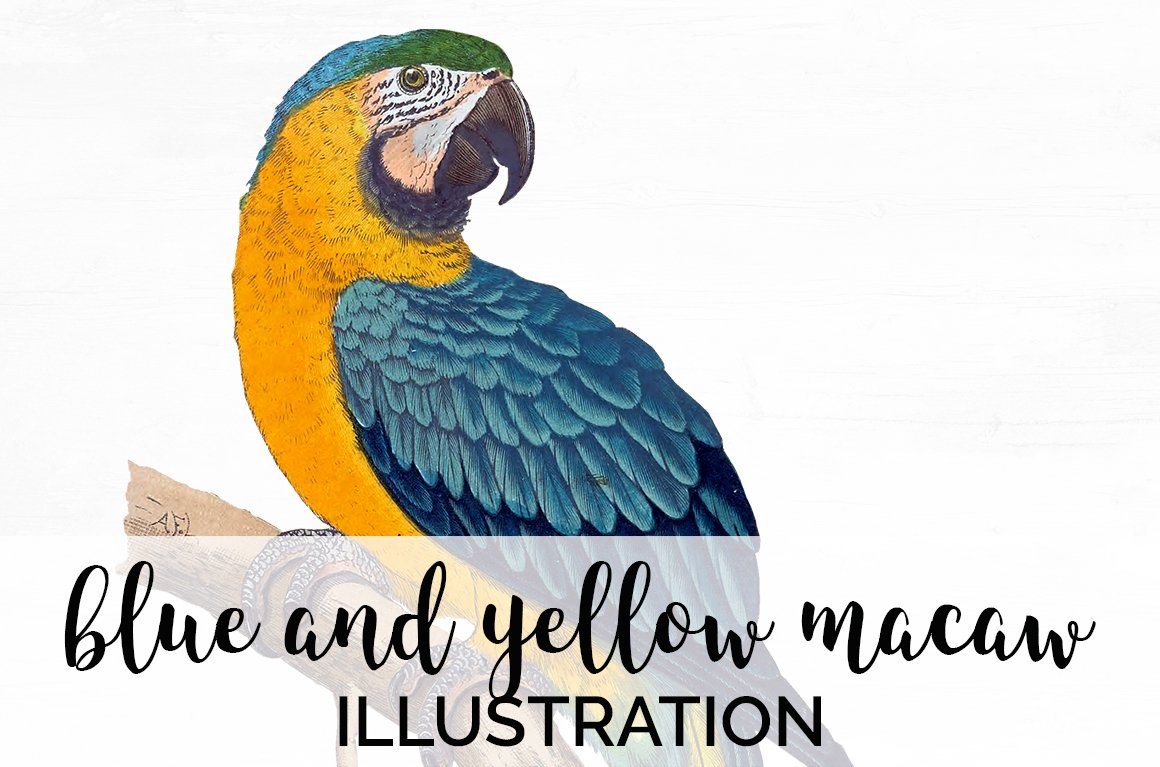 blue and yellow macaw cover image.