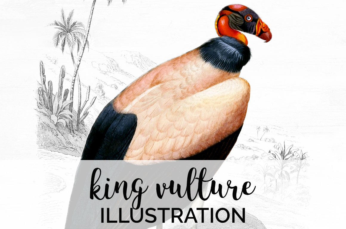 king vulture cover image.