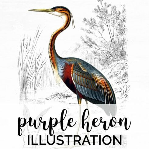 purple heron cover image.