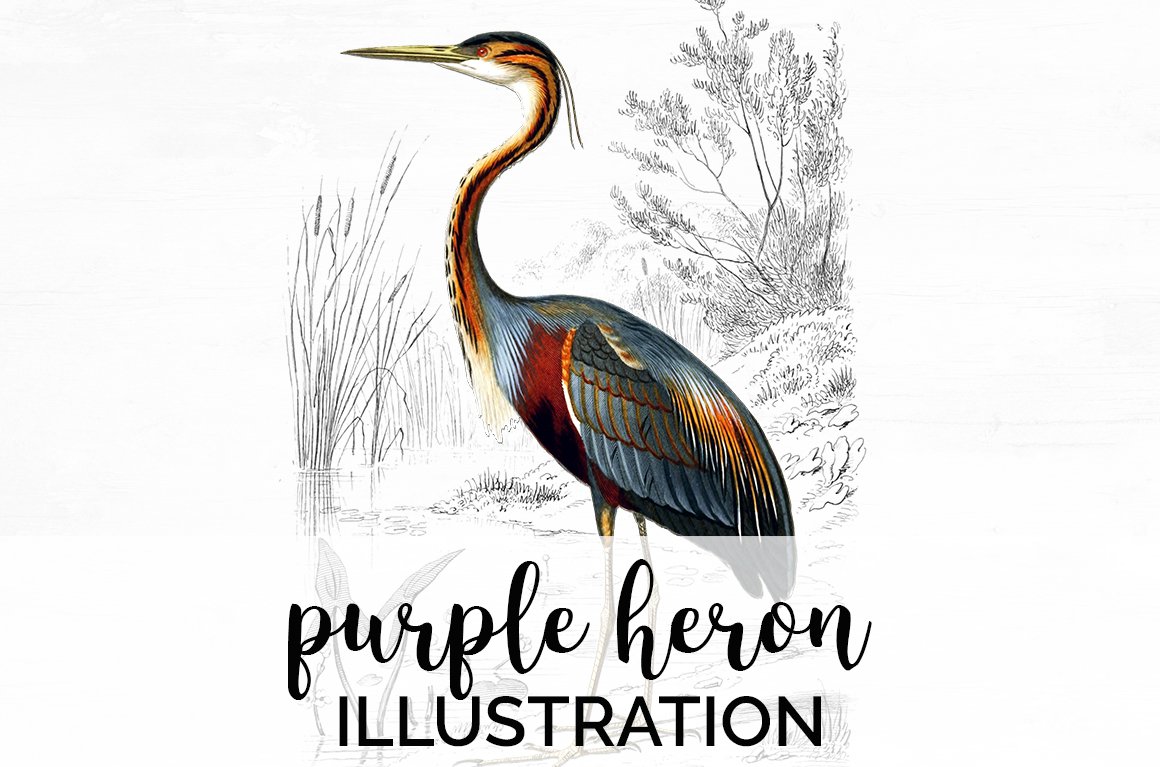 purple heron cover image.