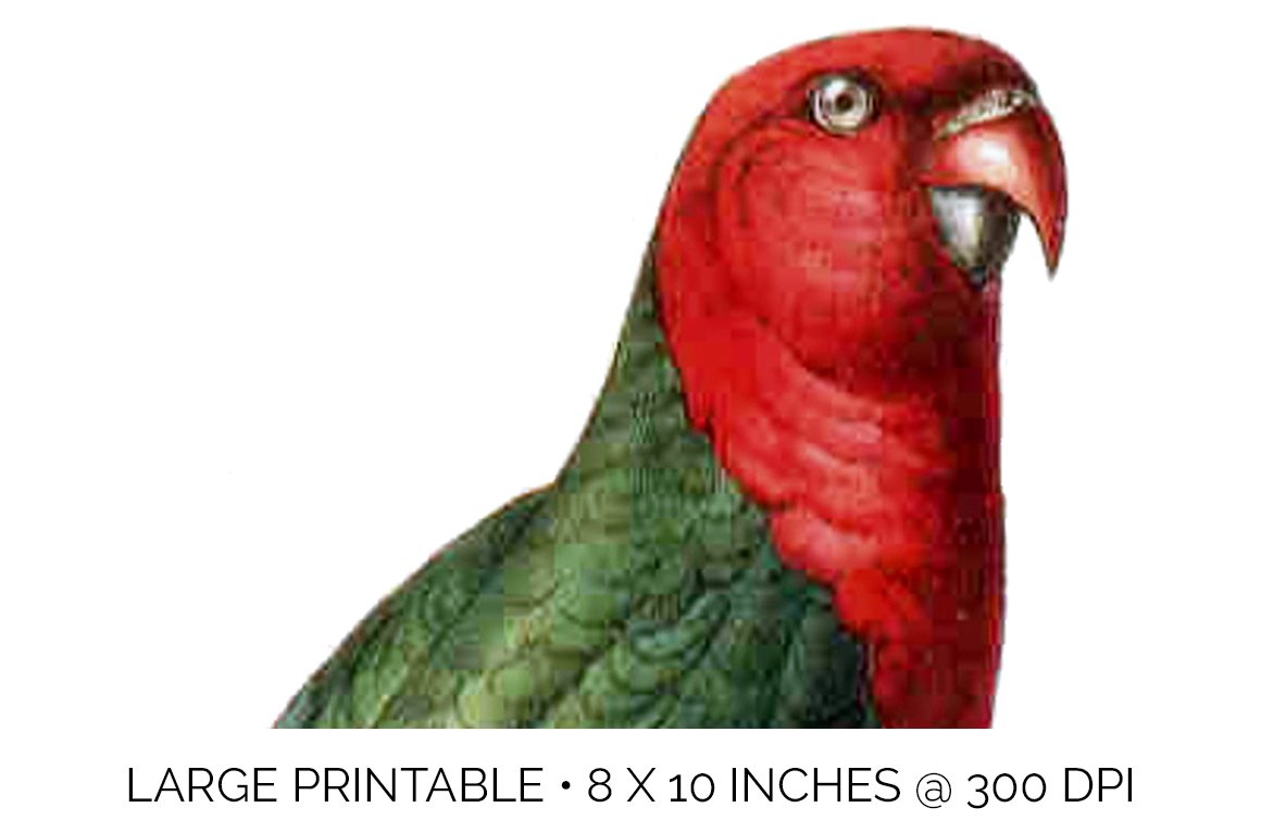 e02v06r 00 swainson king parakeet e 539