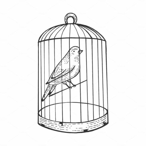 Canary bird in cage engraving vector cover image.