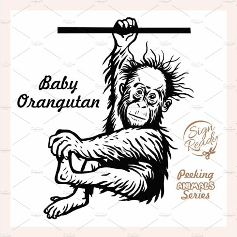 baby orangutan hanging on a branch cover image.