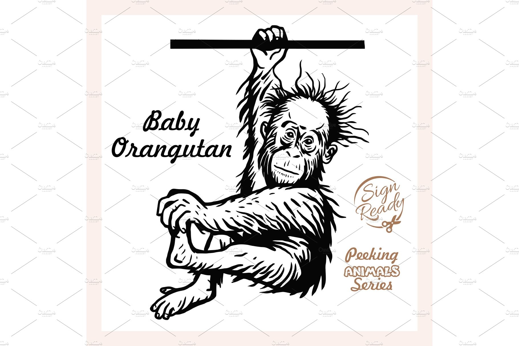 baby orangutan hanging on a branch cover image.