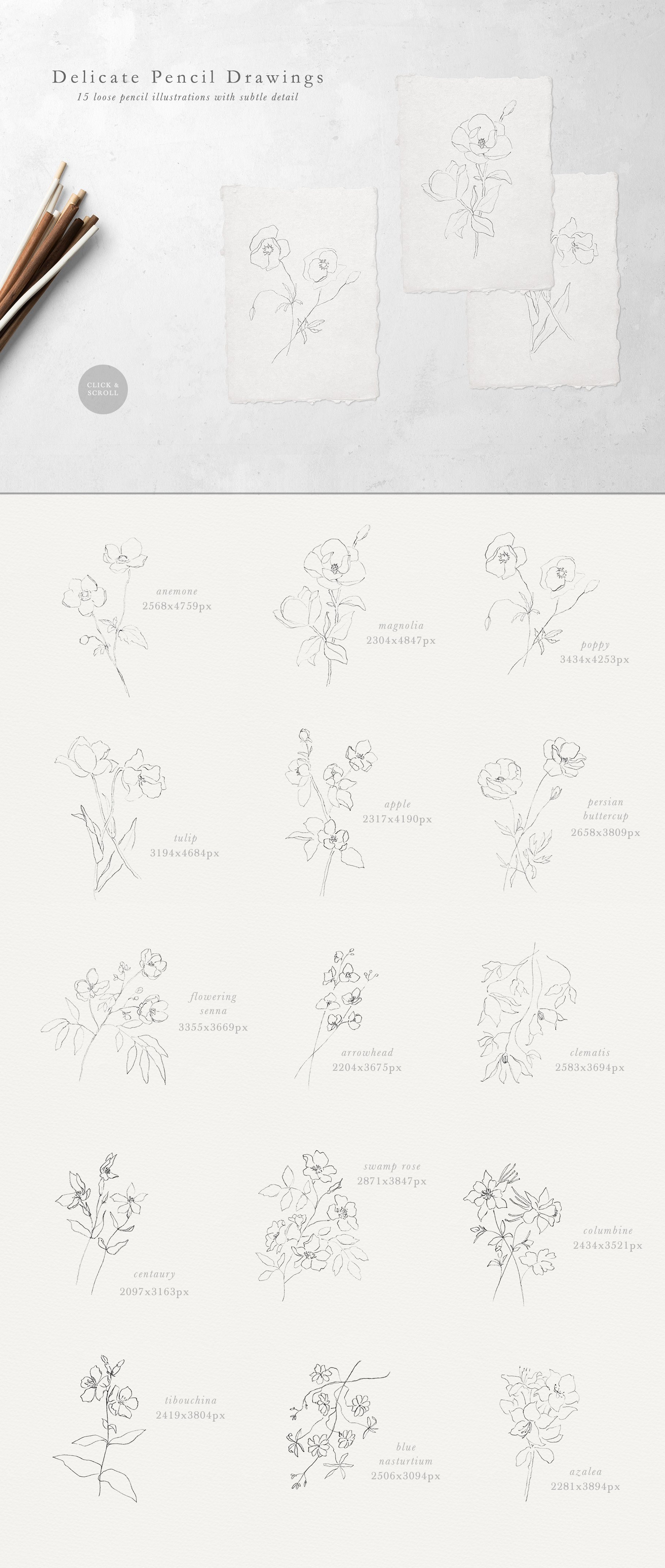 Embrace - Pencil Florals & Textures preview image.