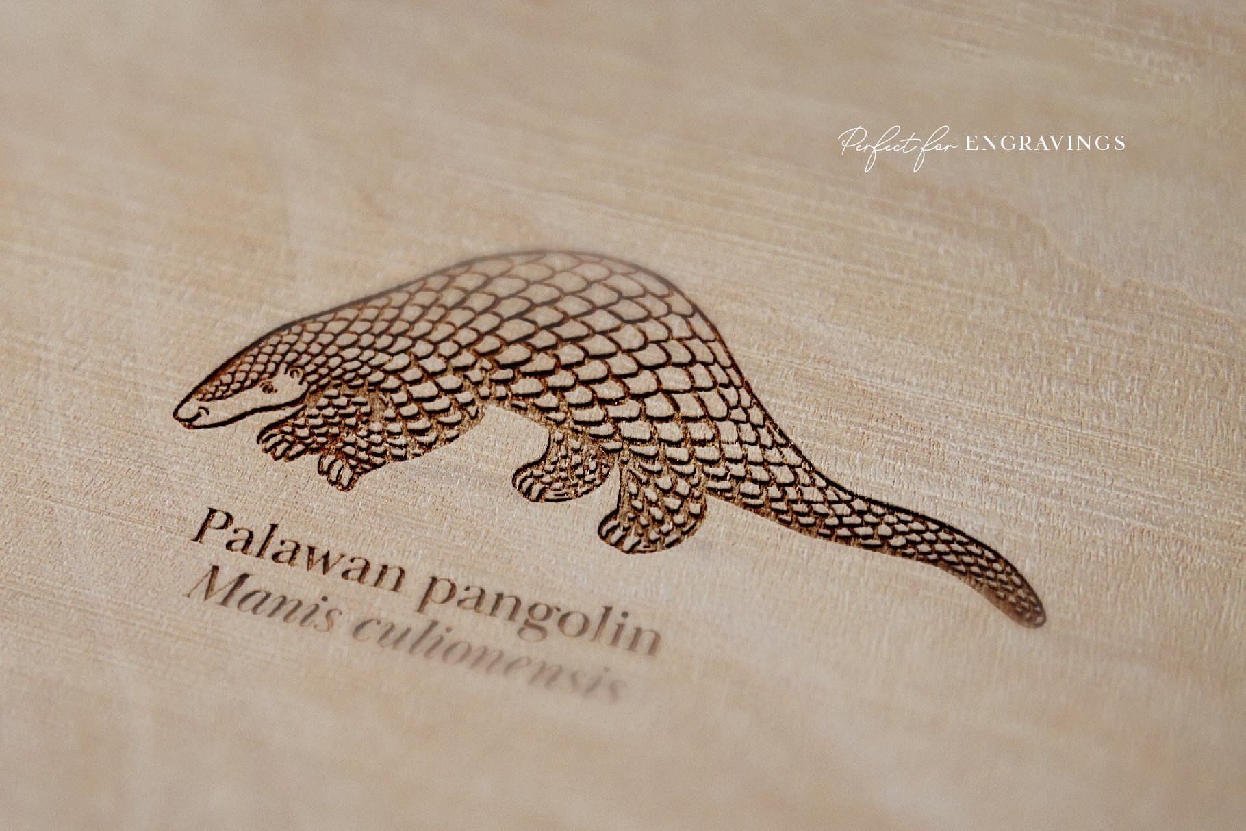 endangered animals pangolin wood engraving 33