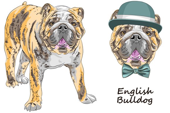 Dog English Bulldog SET cover image.
