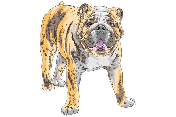 Dog English Bulldog SET preview image.