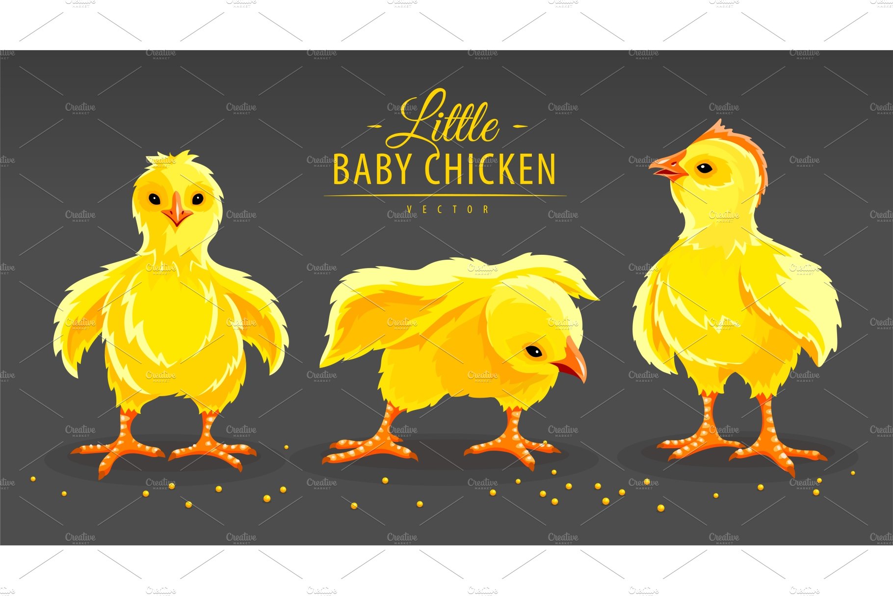 Hen chicken. Newborn little. Vector. cover image.