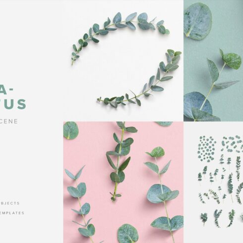 Eucalyptus Custom Scene Creator cover image.