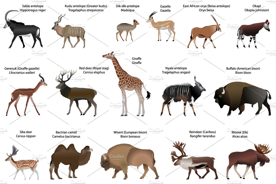 Even-toed ungulates animals cover image.