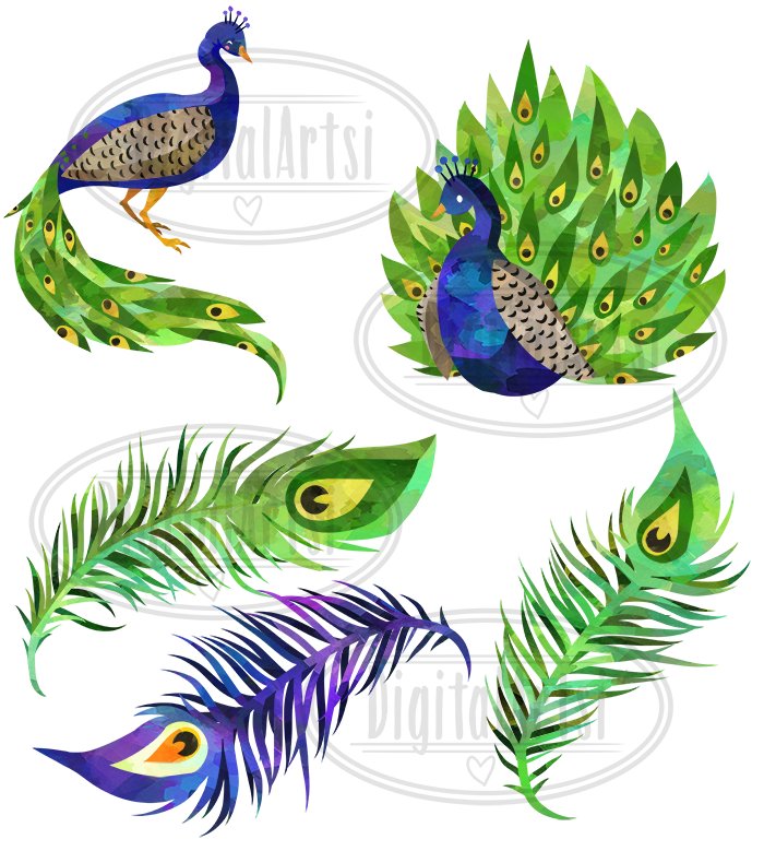 Watercolor Peacock Clipart preview image.
