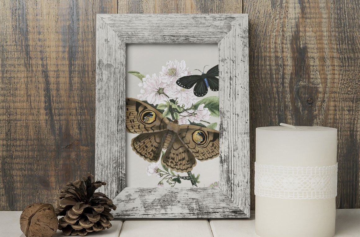 f01v01d 869 owl moth d 531