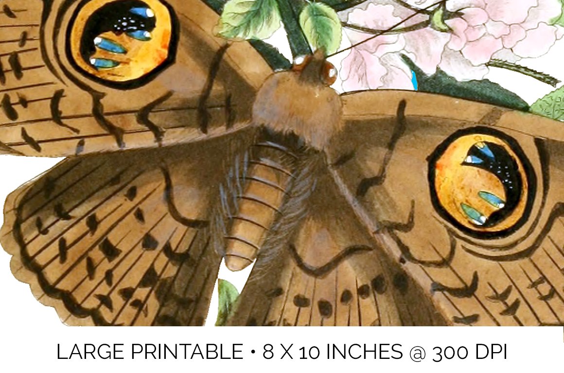 f01v01d 869 owl moth e 834