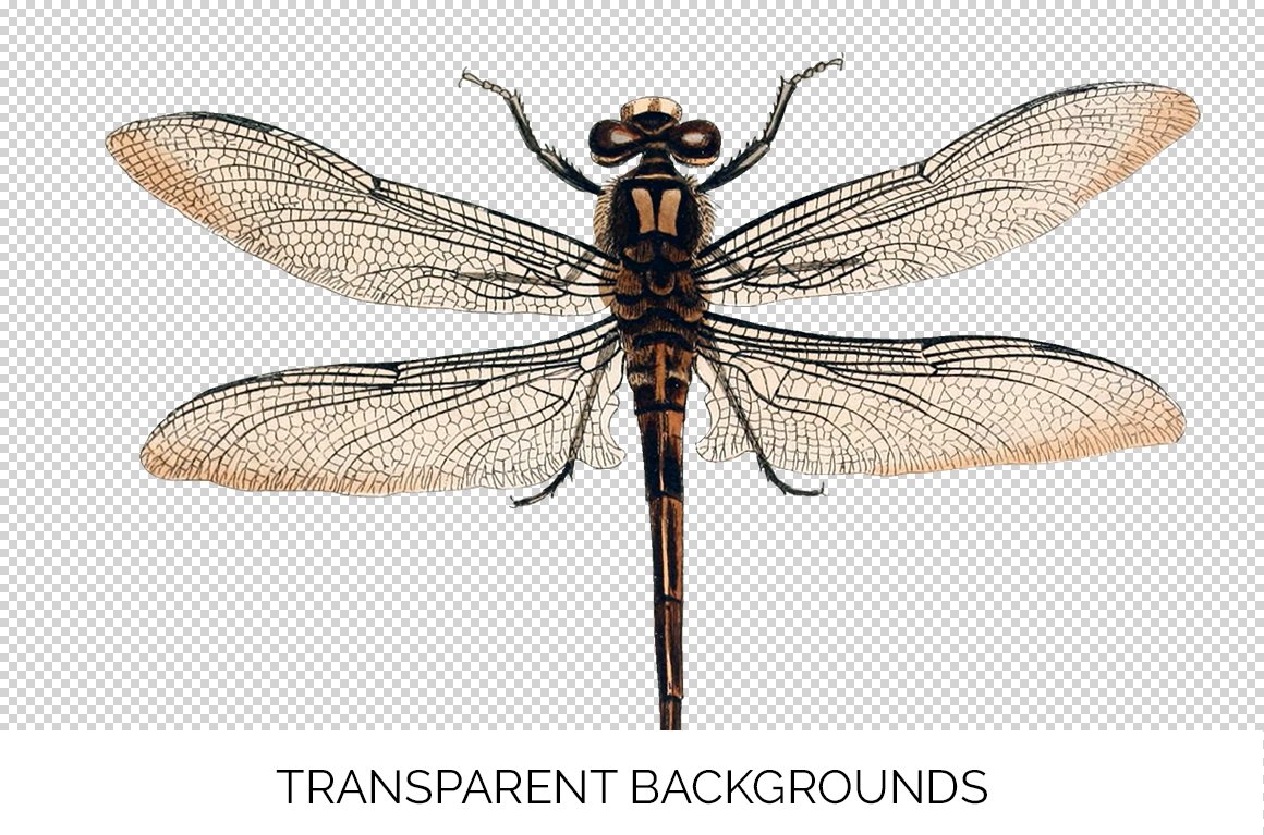 f01v02a 8493 australian dragonfly c 458