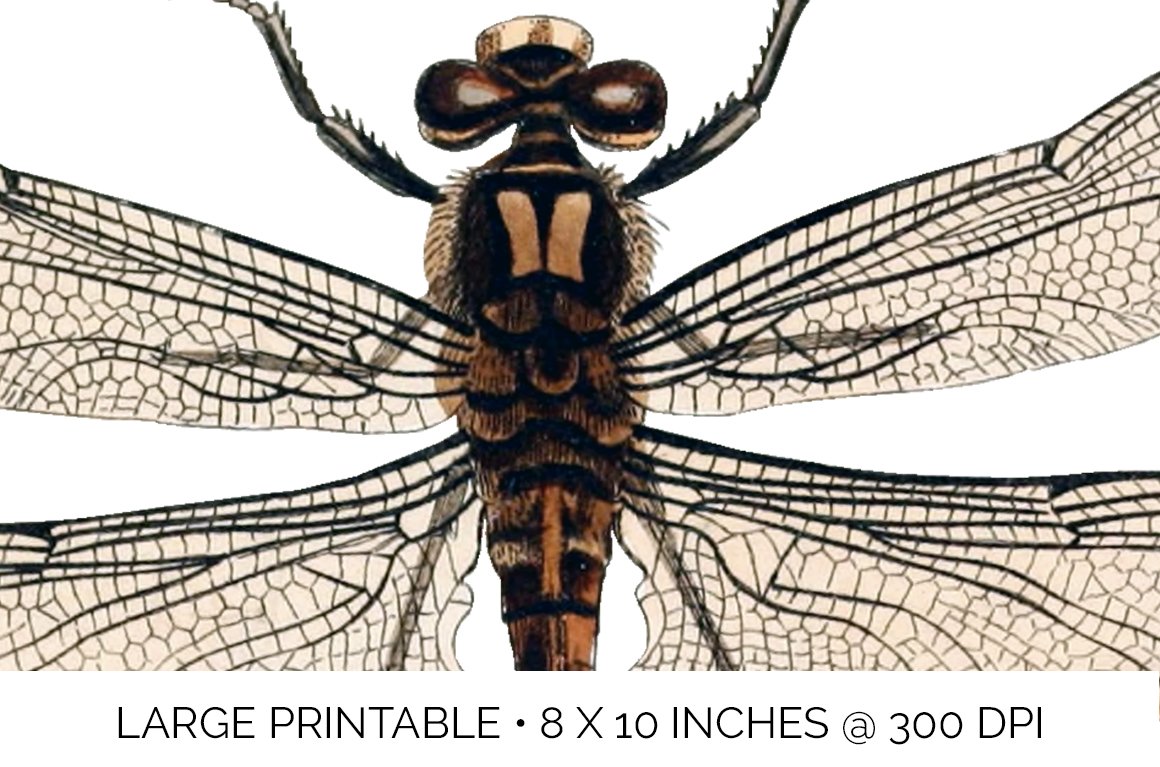 f01v02a 8493 australian dragonfly e 819