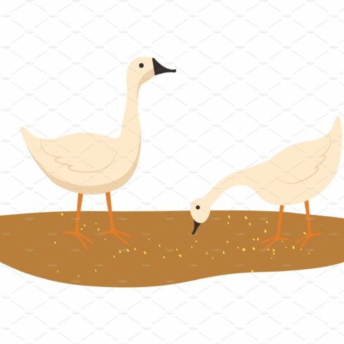 Goose on Ground, Animal Eating Food cover image.