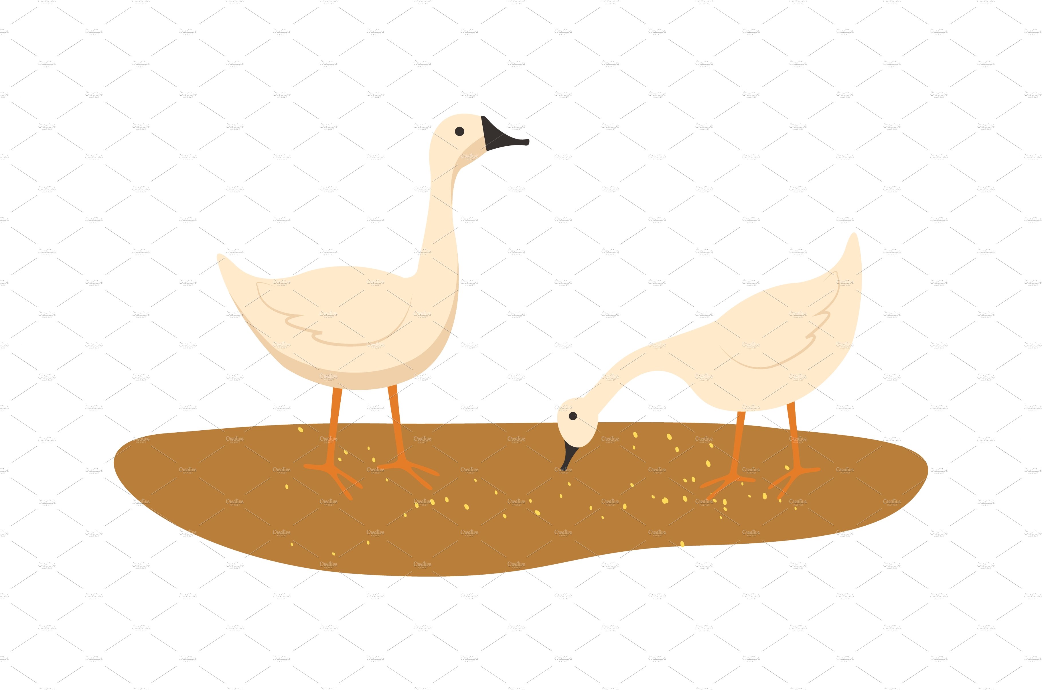 Goose on Ground, Animal Eating Food cover image.