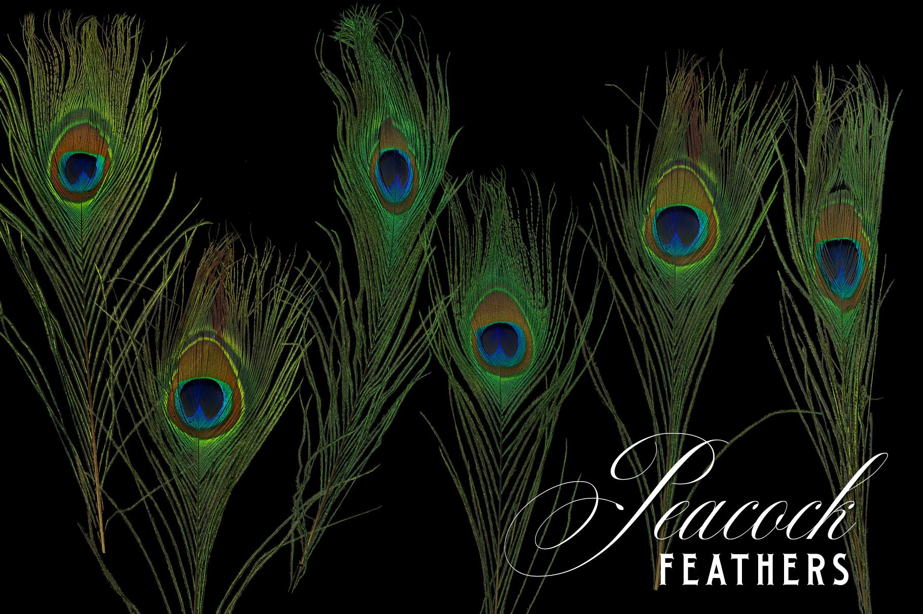 Peacock Feather Graphics preview image.