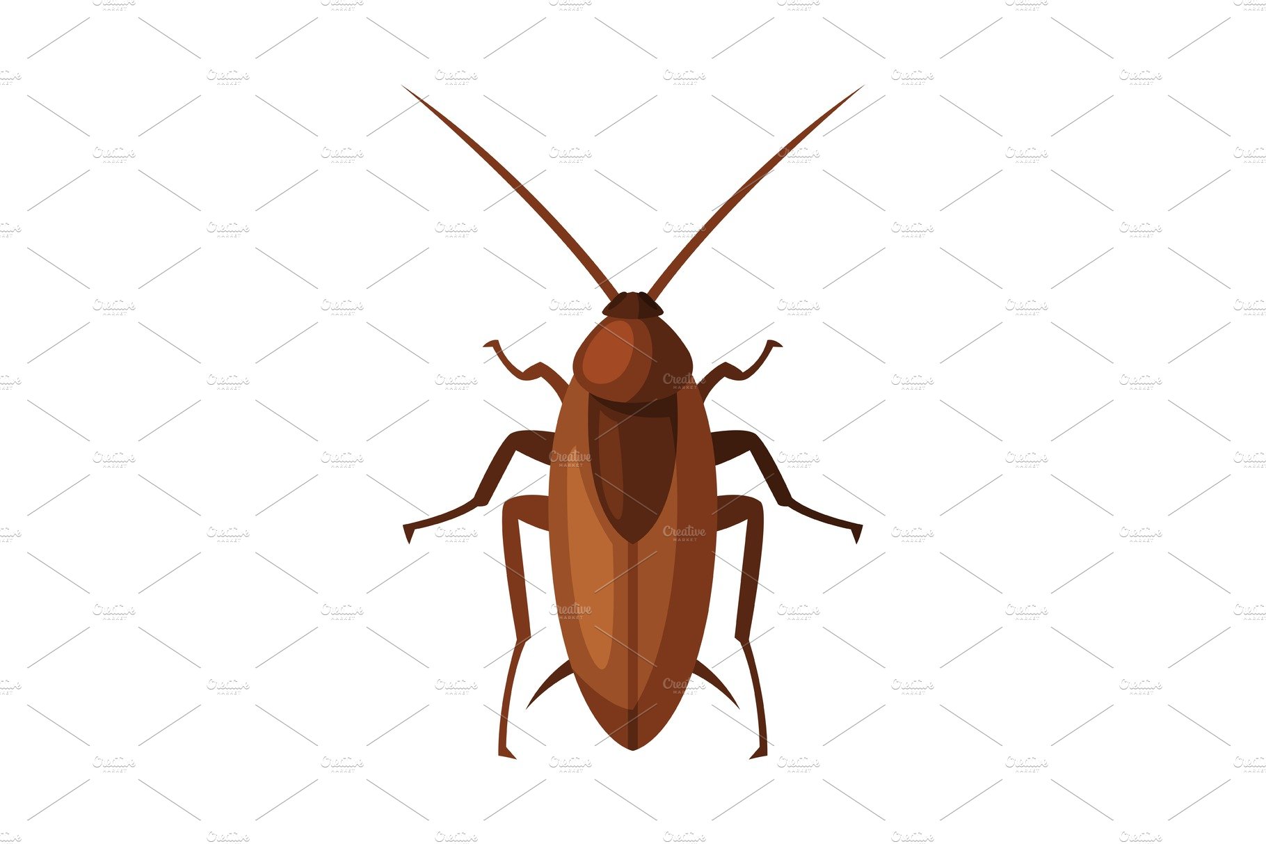 Red Cockroach Insect, Pest Control cover image.