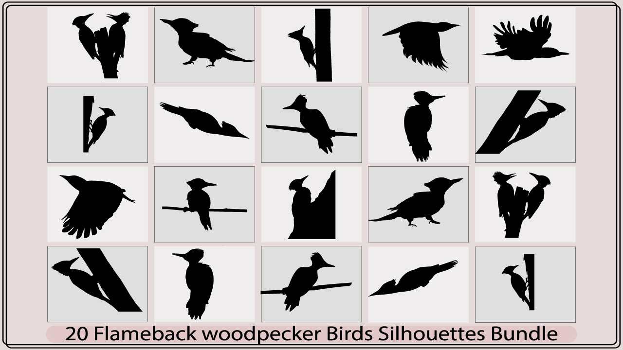 flameback woodpecker birdmb add media 158