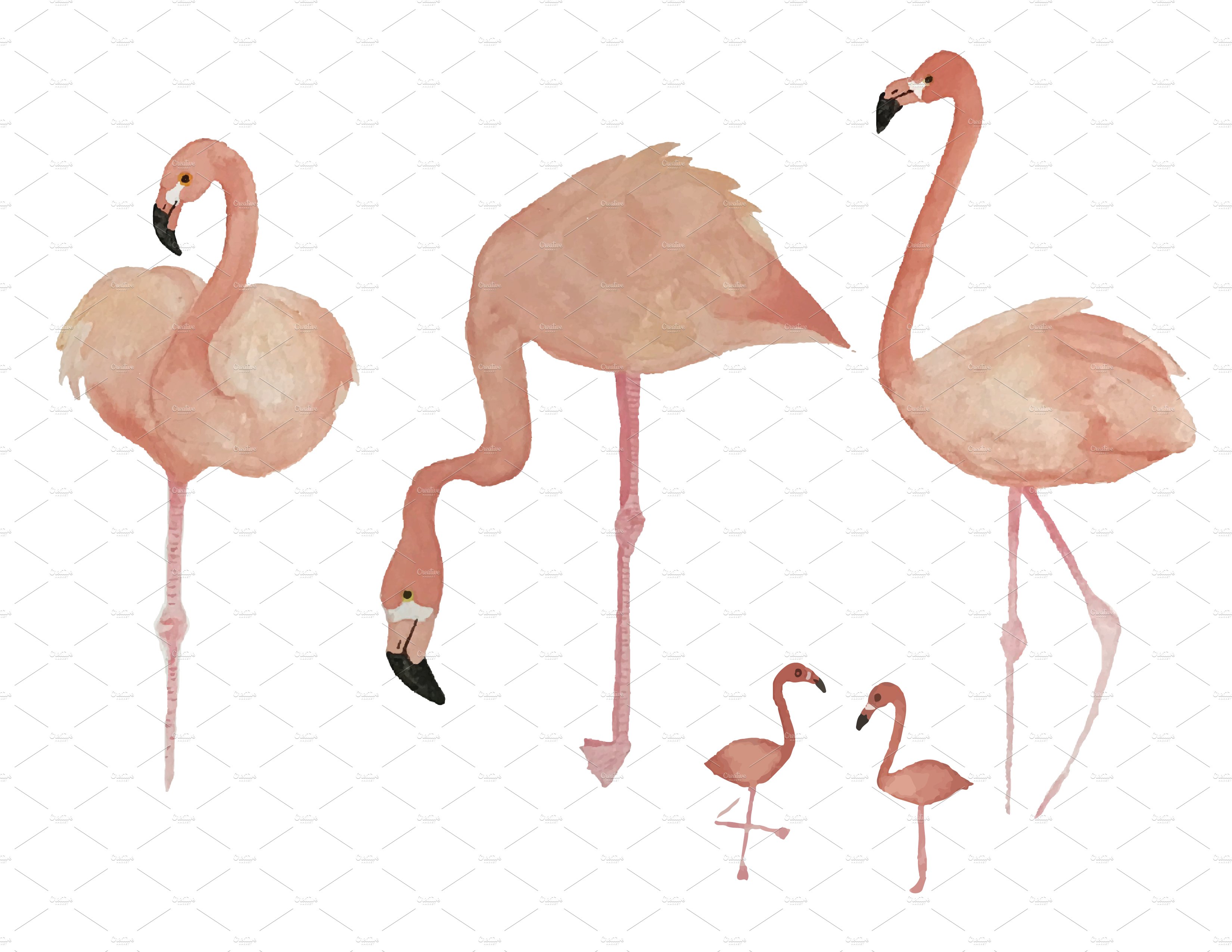 flamingos sample 01 226