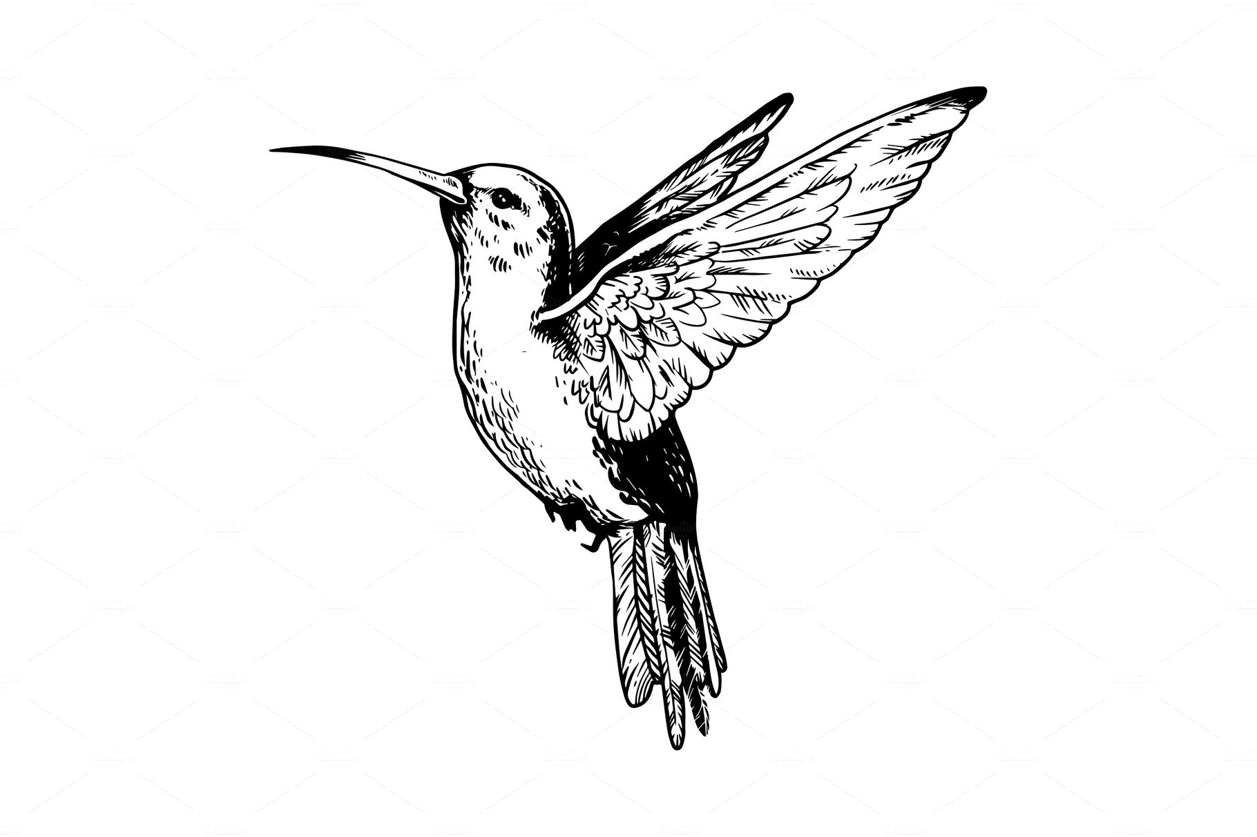 Humming bird engraving vector illustration cover image.