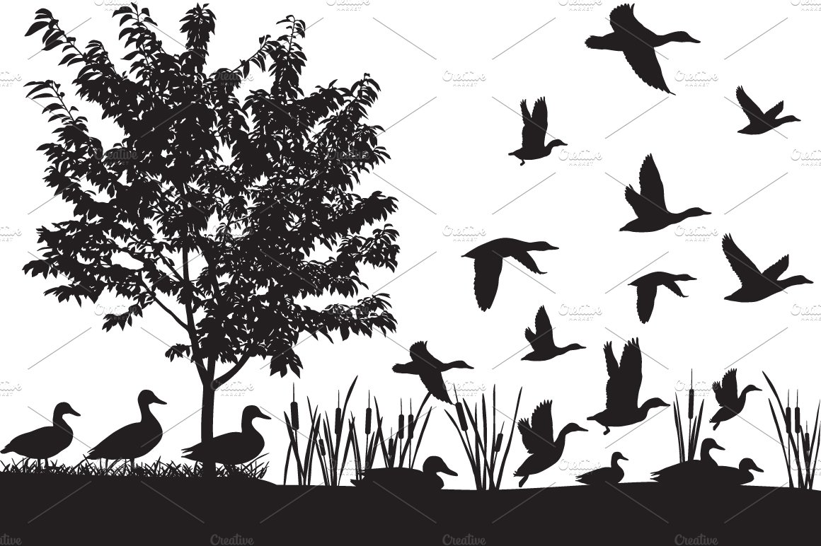 Flock of ducks cover image.