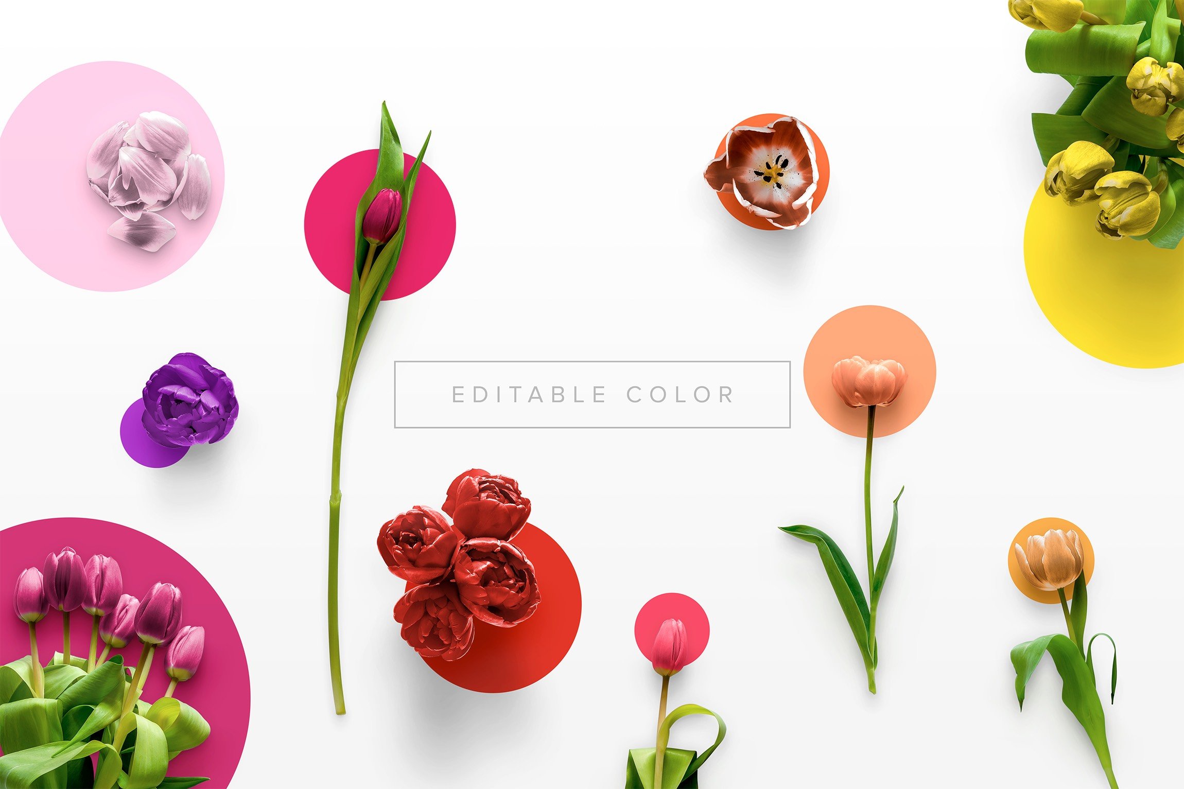 flower tulips edition color editable 910