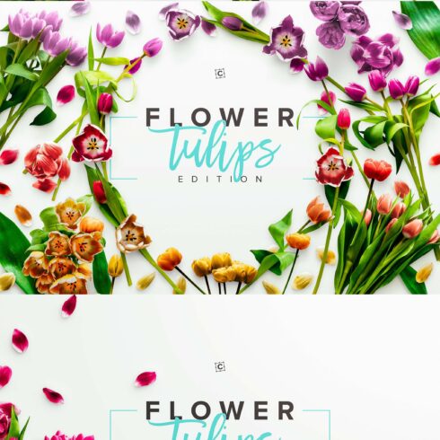 Flower Tulips Edition - Custom Scene cover image.